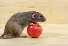 Can Pet Rats Eat Tomatoes?