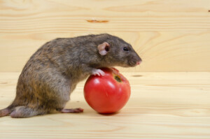 pet rat rolling tomato