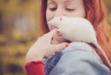 5 Tricks You Can Teach Your Pet Rat
