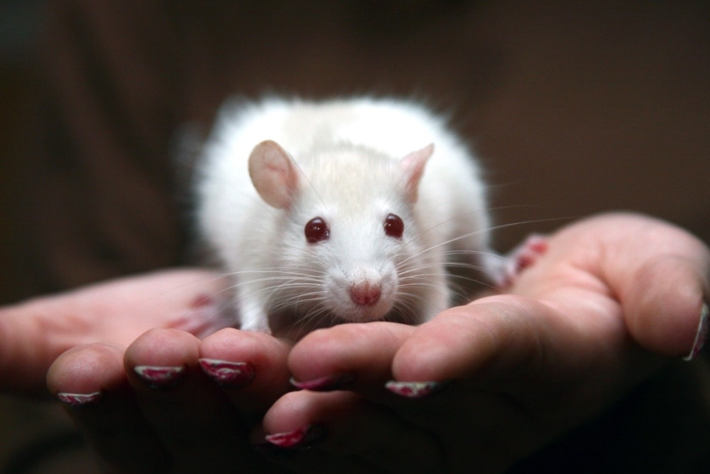 How Much Does a Pet Rat Cost to Own? » Petsoid