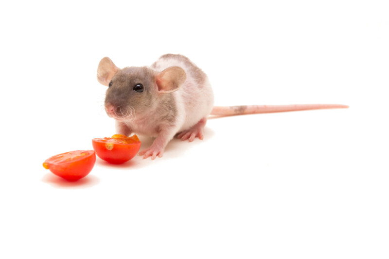 Can Pet Rats Eat Tomatoes? » Petsoid