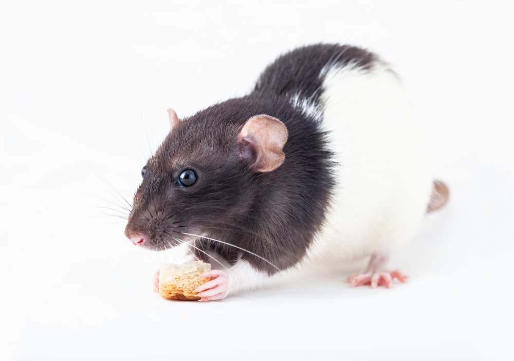 6 Best Treats to Give Your Pet Rat Petsoid