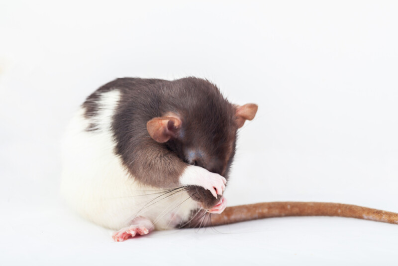 What is the Average Pet Rat Size? » Petsoid