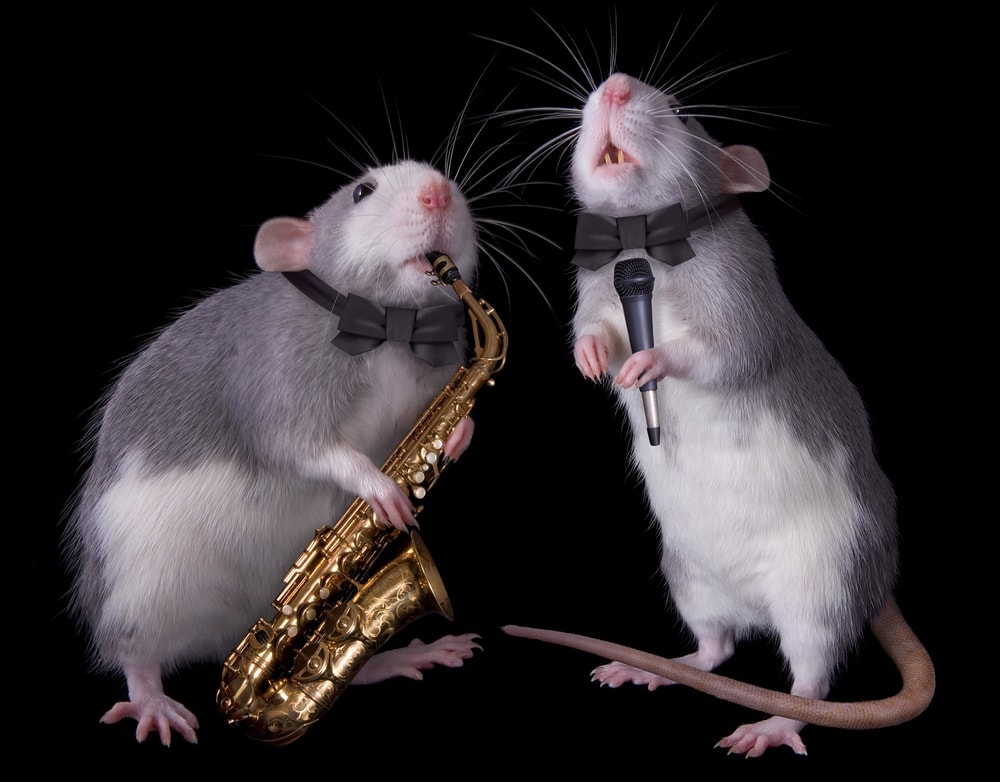 pet rats playing music