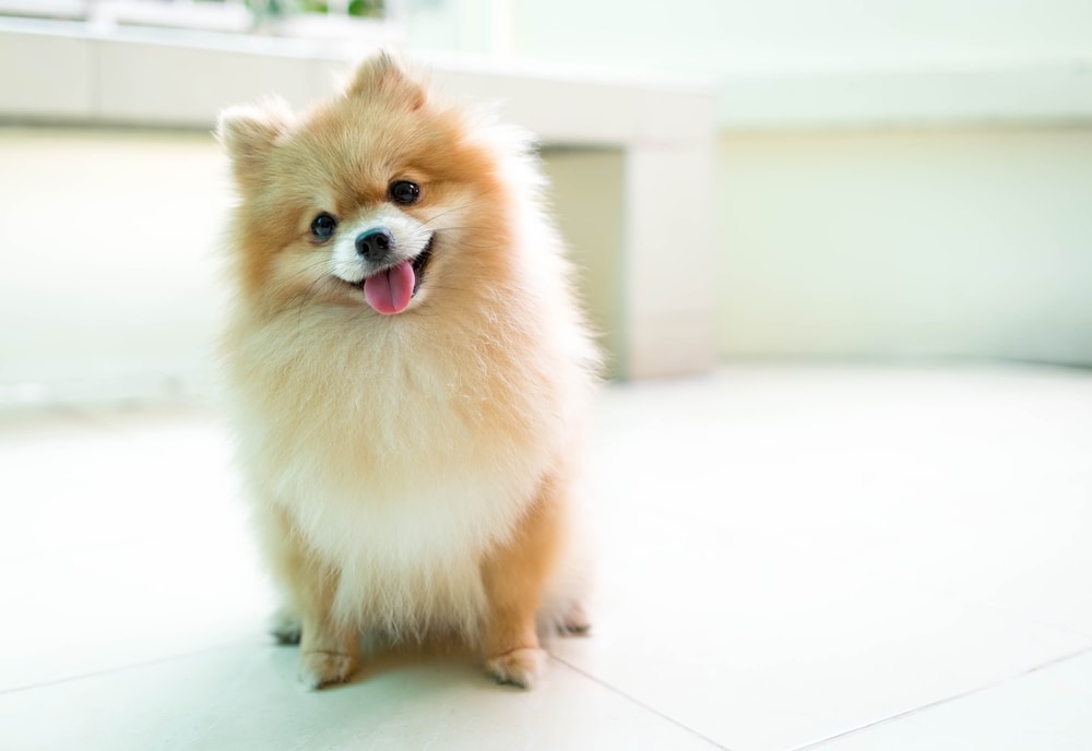 pomeranian on a sofa