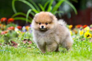 Are Pomeranians Hypoallergenic? Do They Shed a Lot? » Petsoid