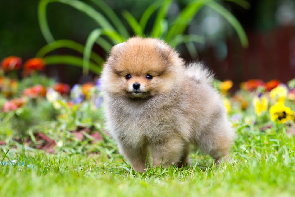 pomeranian puppy