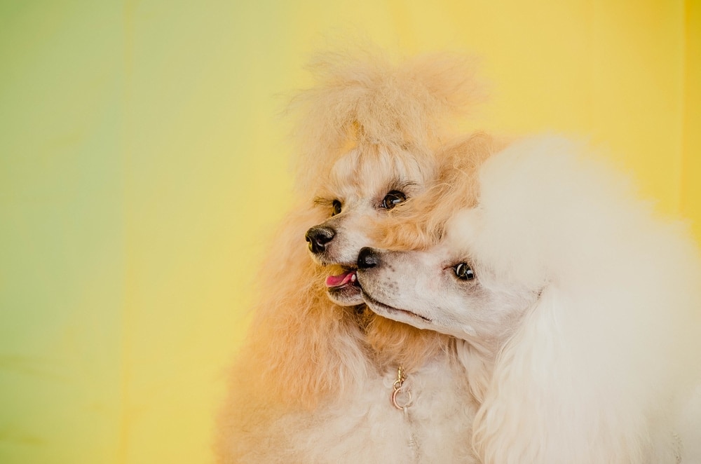 poodle kissing couple