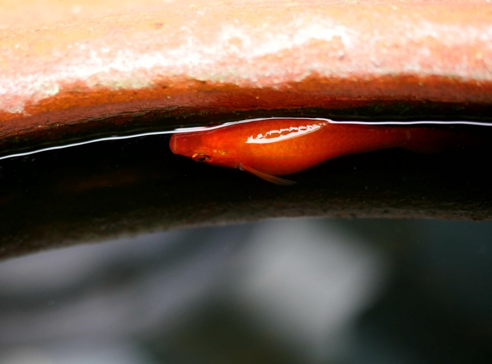 pregnant goldfish