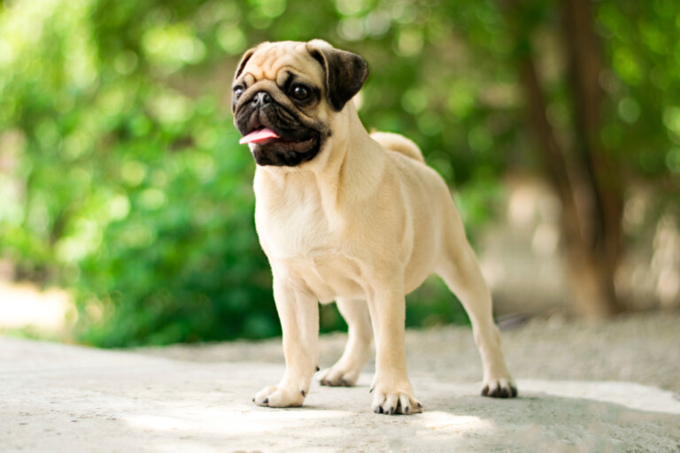 Are Pugs Hypoallergenic? Do They Shed a Lot? » Petsoid