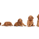 puppy weight calculator