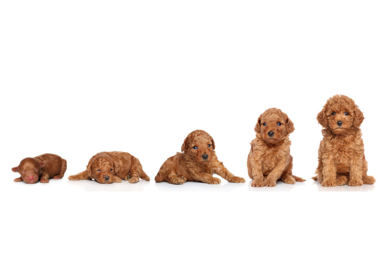 Puppy Weight Calculator How Big Will My Puppy Get Petsoid
