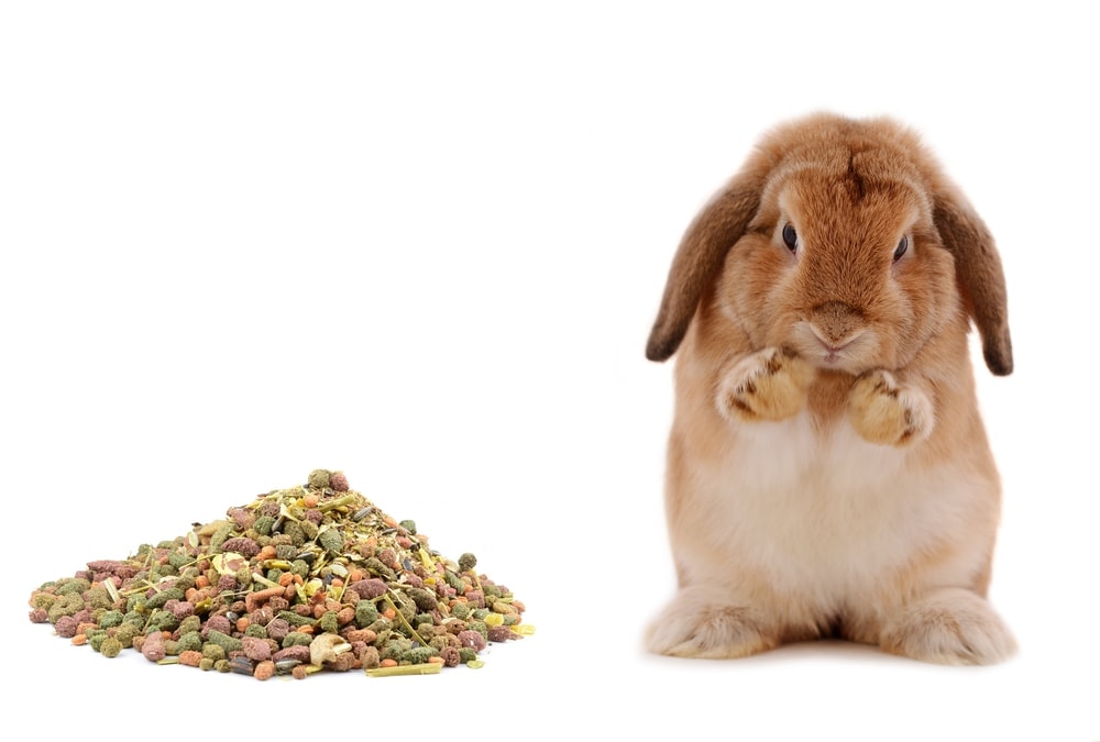 rabbit and food