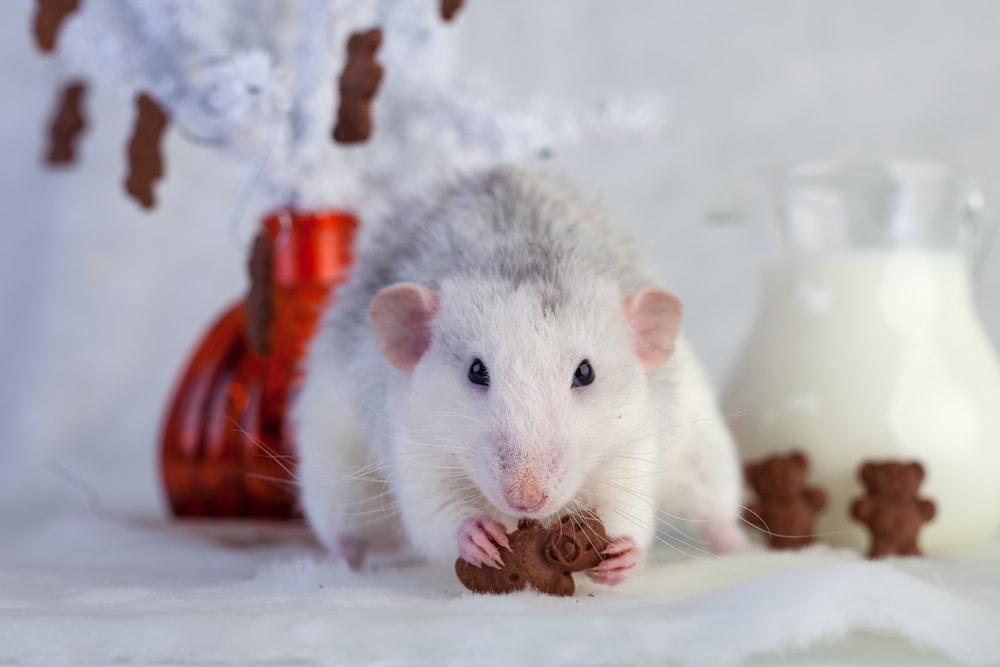 rat and chocolate cookie