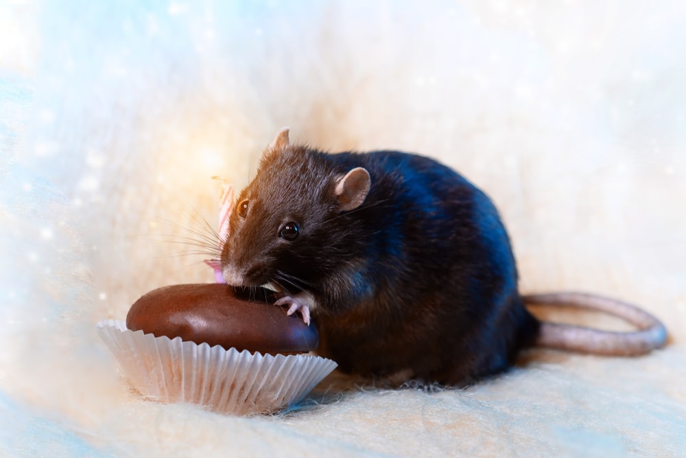 rat and chokolate cake