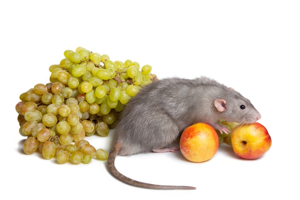 Can Pet Rats Eat Grapes? » Petsoid