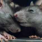 rat cute couple