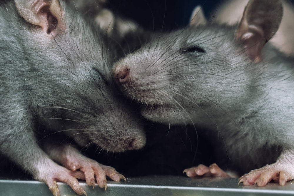 rat cute couple