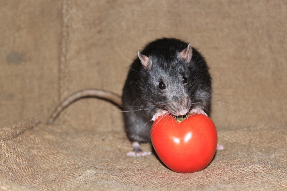 rat eat tomatoe