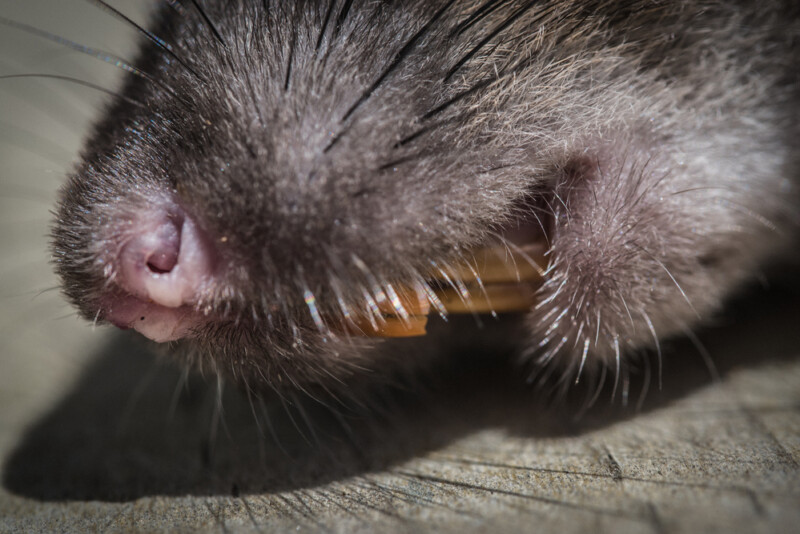 Pet Rat Teeth Trimming—Beginners Guide » Petsoid