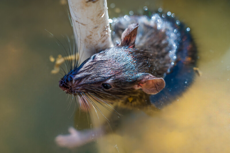 Can Pet Rats Swim? » Petsoid