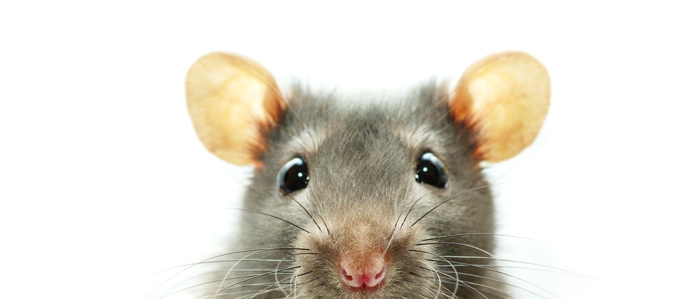 rat portrait 1