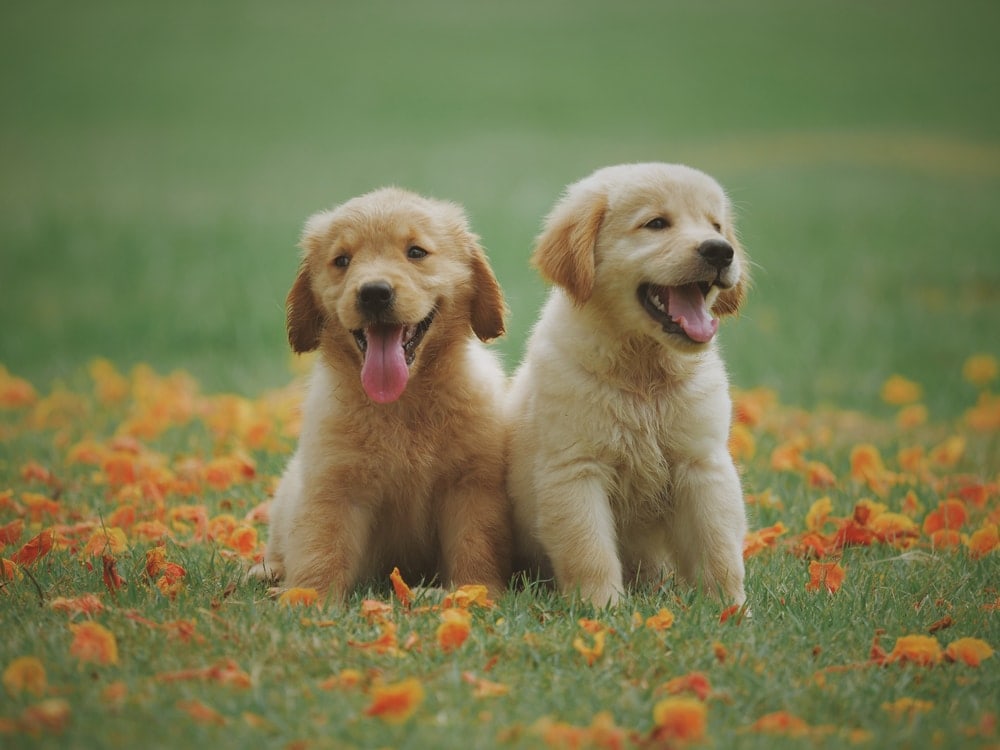 golden retriever hypoallergenic