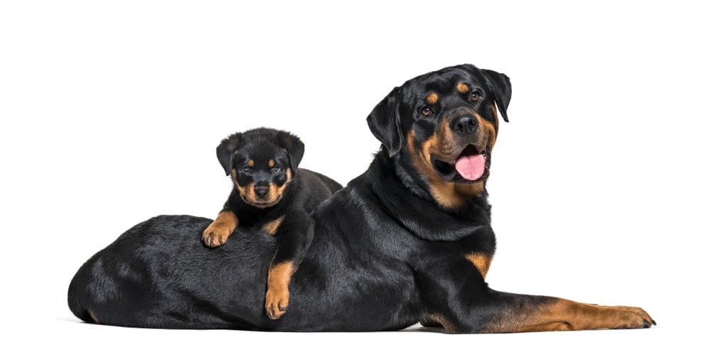 rottweiler and puppy