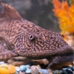 rubber lip pleco e1591951761111