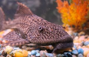 Rubber Lip Pleco Care Guide - Diet, Breeding & More