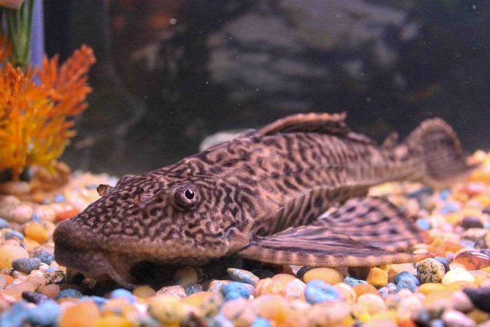 rubber lip pleco in aquarium