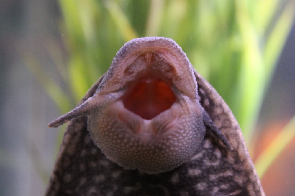 Rubber Lip Pleco