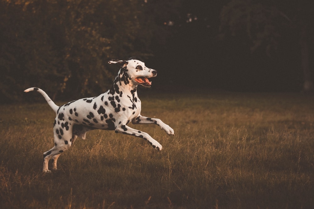 running dalmatian