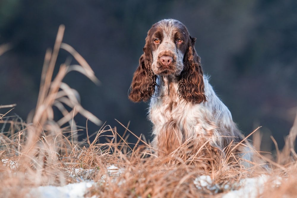 russischer Spaniel im Garten