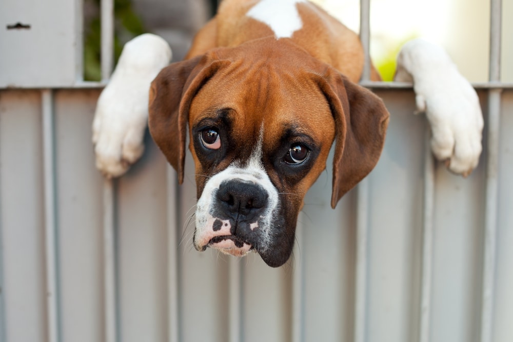 boxer dog hypoallergenic