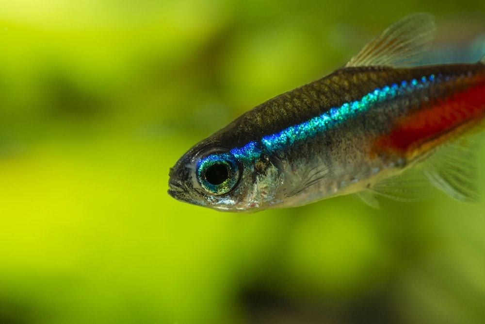 sad neon tetra