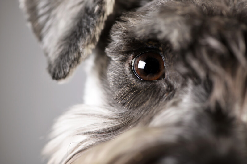 Are Miniature Schnauzers Hypoallergenic? Do They Shed a Lot? » Petsoid