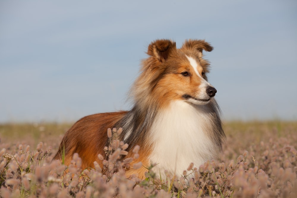 sheltie in a field