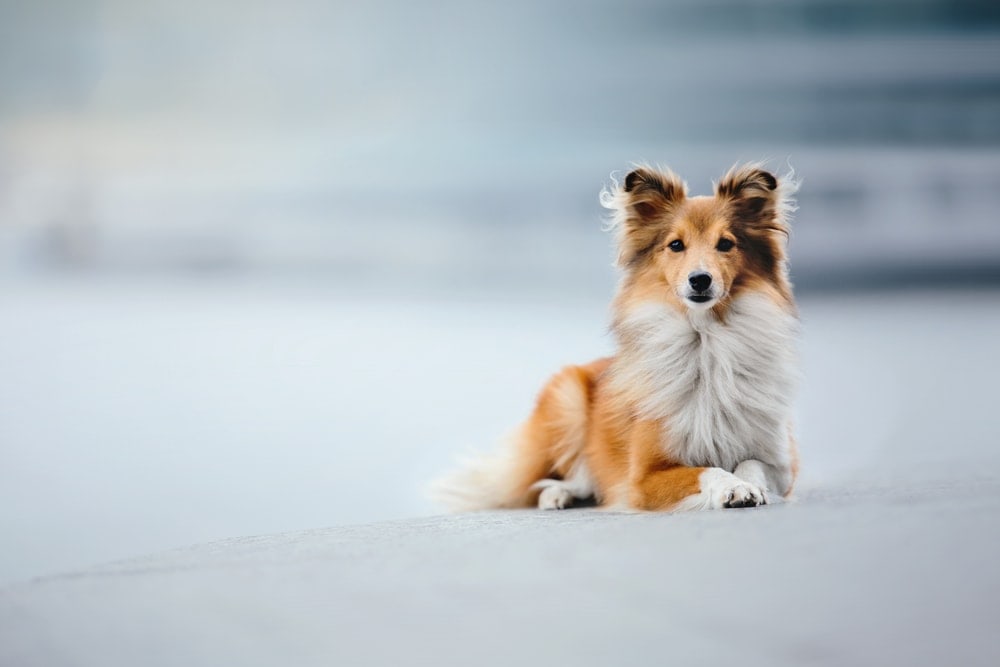 sheltie on a street