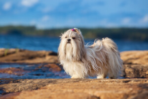 Are Shih Tzu Hypoallergenic? Do They Shed a Lot? » Petsoid