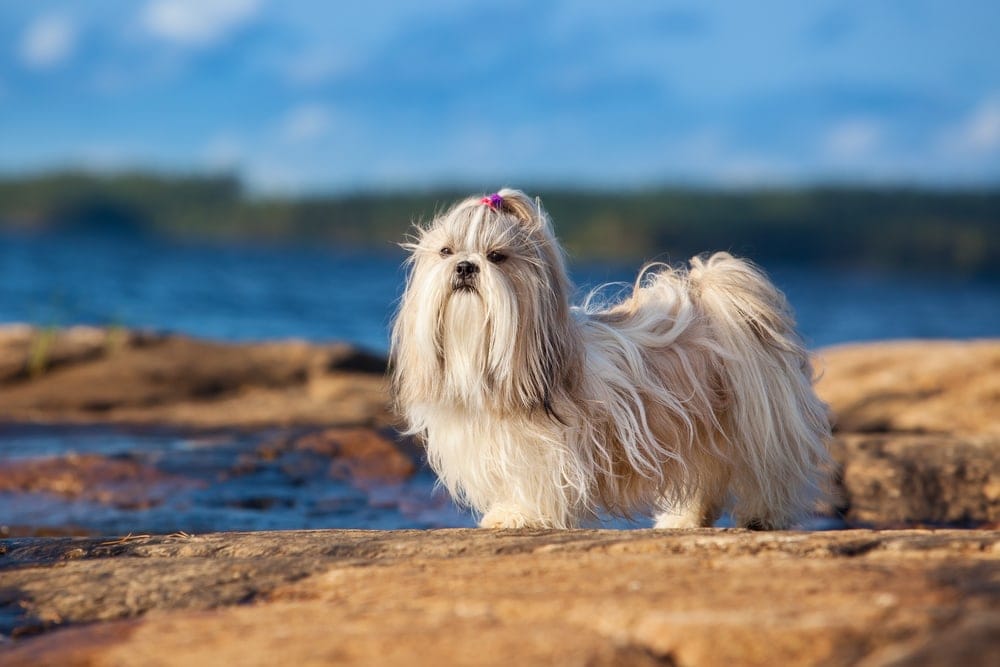 shih tzu sea side