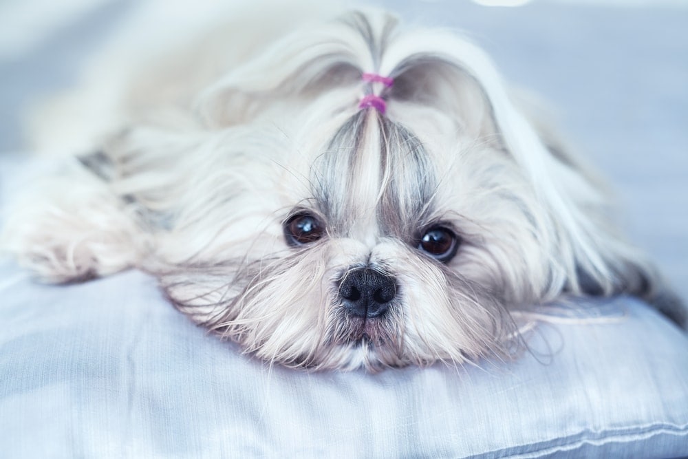 shih tzu white