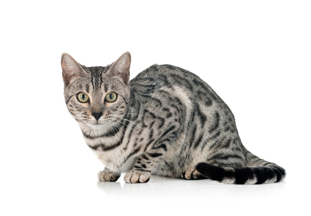 silver bengal cat isolated