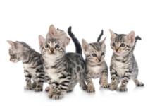 What is a Silver Bengal Cat?