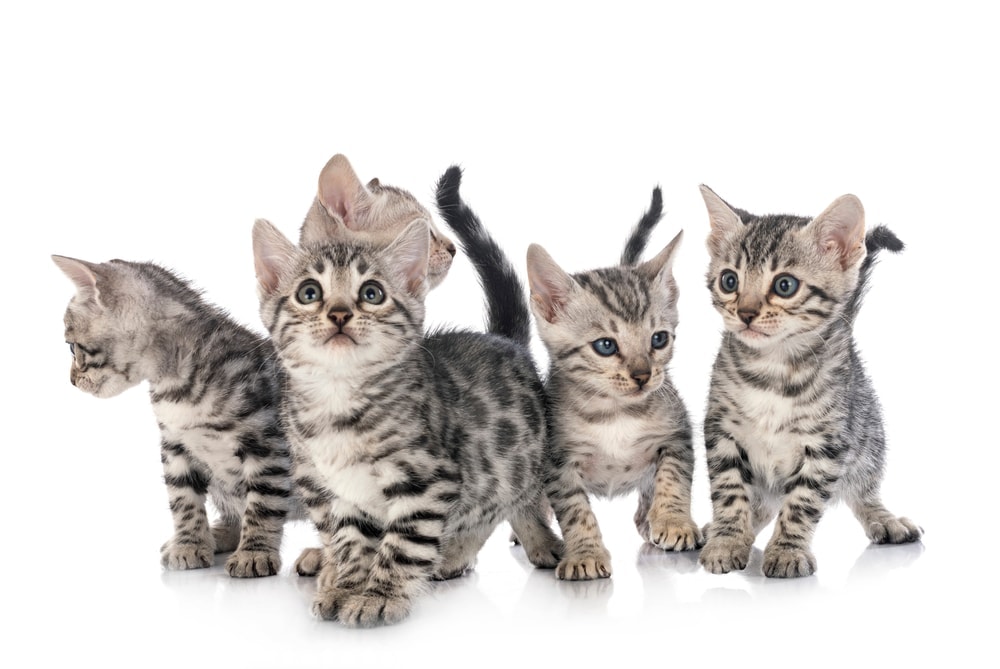 What is a Silver Bengal Cat