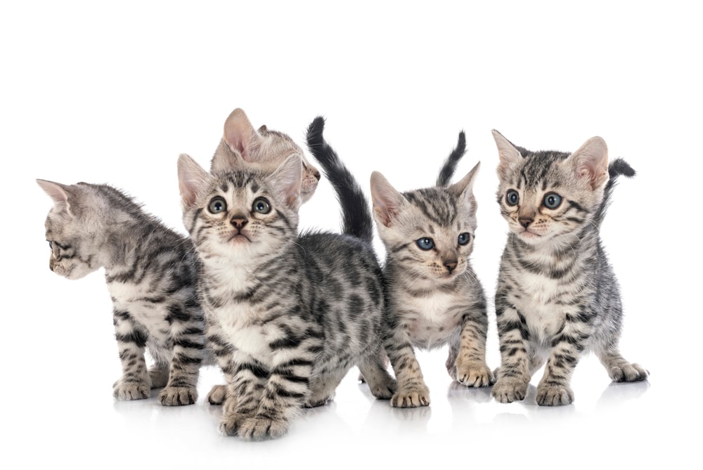 silver bengal kittens