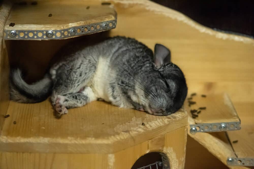 do chinchillas sleep with their eyes open