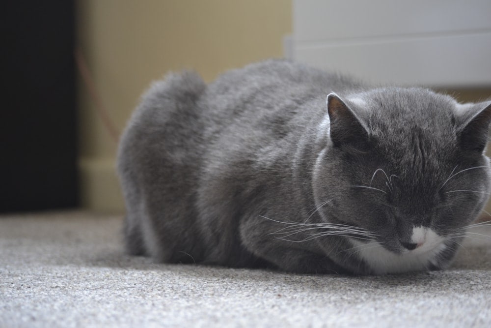 sleeping loaf cat