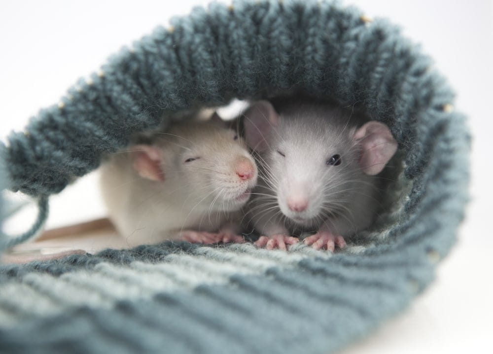 sleeping pet rats