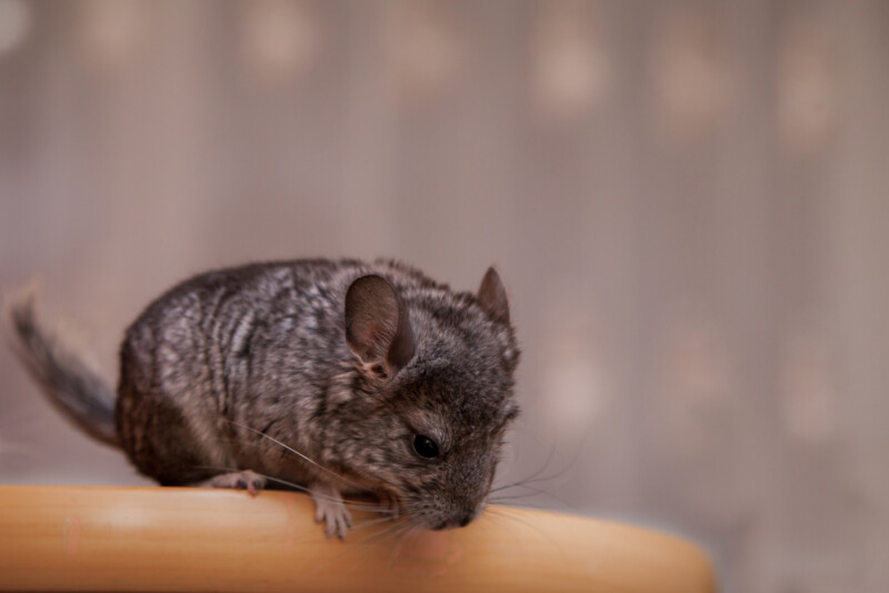 Can Chinchillas Jump & How high? » Petsoid